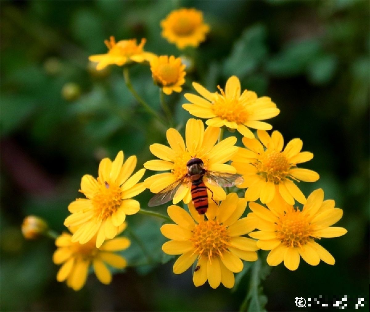 春天路边开满花，30种花能认识一半，就是植物大神