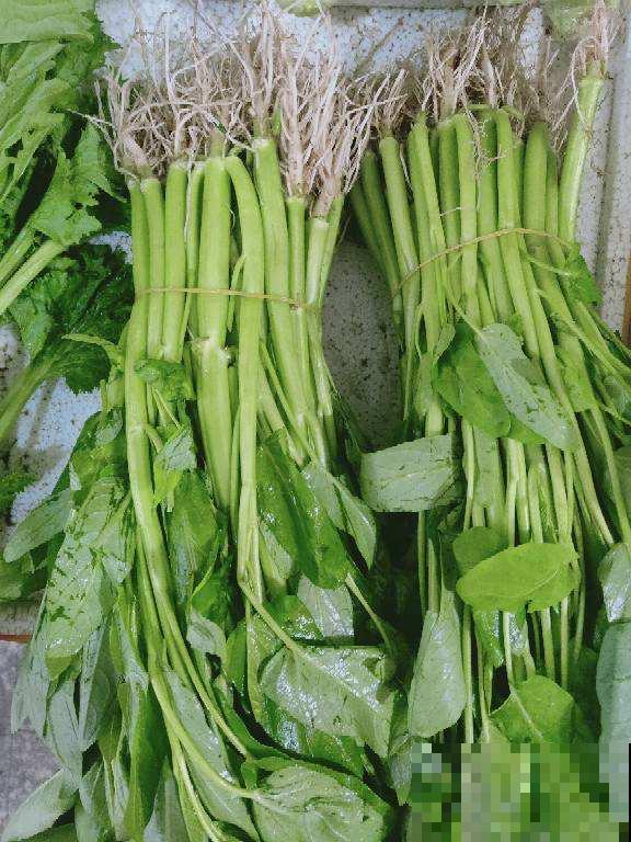 叶子很大的蔬菜，阳台就能种，从播种到收获只要20天