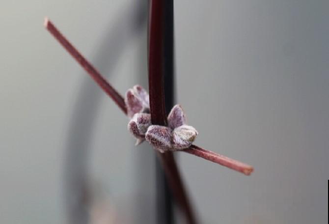 花园三剑客也要换盆,越冷长得越旺,明年呼呼开花 花园三剑客也要换盆,越冷长得越旺,明年呼呼开花