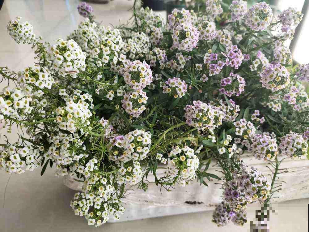 5种花，进了春天快施肥，不然影响开花