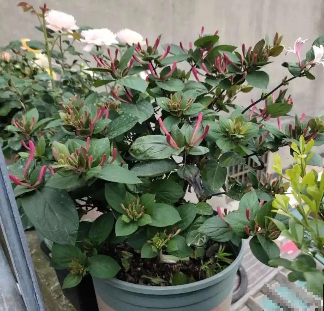 家里养盆新型品种金银花，下个月开出三色花瀑布，满院子飘香
