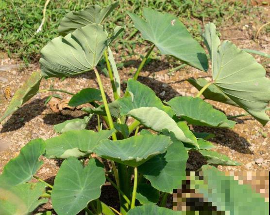 芋头种植简单，学会这4步，轻松管理