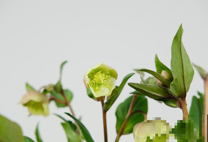 “耐寒王”到了夏天要注意，养护不好就黑叶，4要点要学会