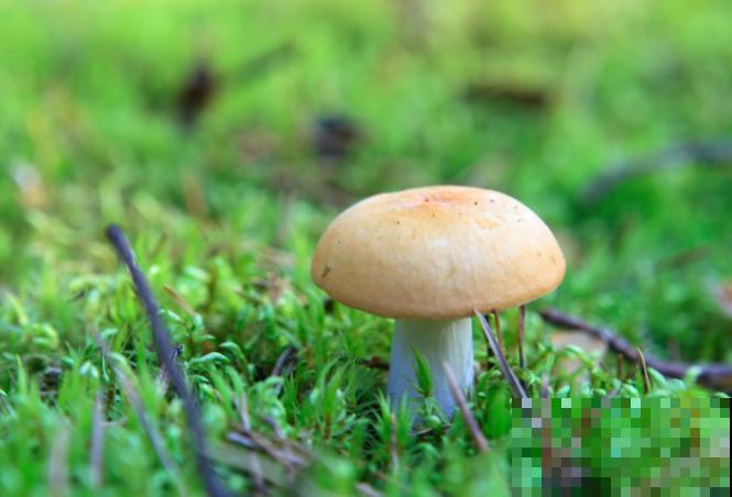 5种植物造型似伞,家里也能养殖,好看又好养 5种植物造型似伞,家里也能养殖,好看又好养