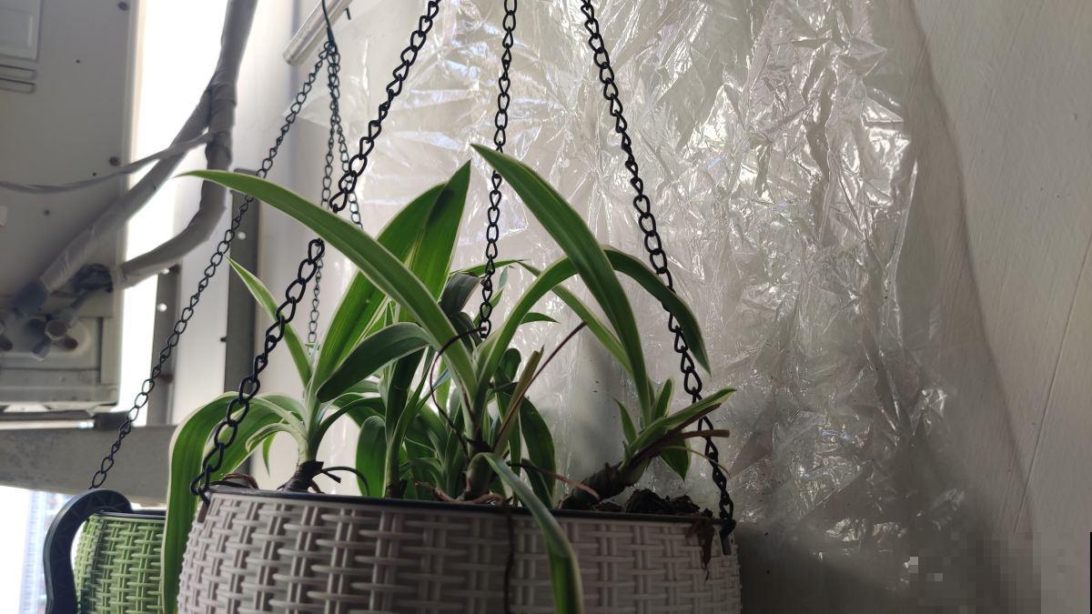 想在家里打造一个小花园，这6个方法要收藏，家里也变小花园