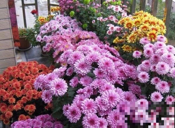 荷兰菊花苞枯萎,主要和这4点有关,学会养殖不出问题 荷兰菊花苞枯萎,主要和这4点有关,学会养殖不出问题