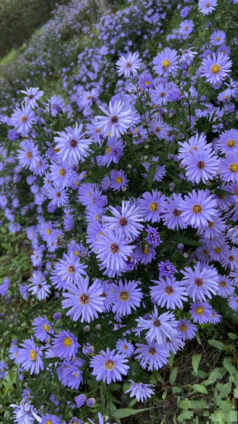 施肥记住6口诀,轻松养爆100盆花,春天家里变花海 施肥记住6口诀,轻松养爆100盆花,春天家里变花海