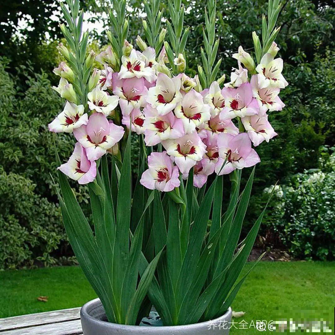 土里埋个“球”,呼呼长出1米花箭,花期长达上百天 土里埋个“球”,呼呼长出1米花箭,花期长达上百天