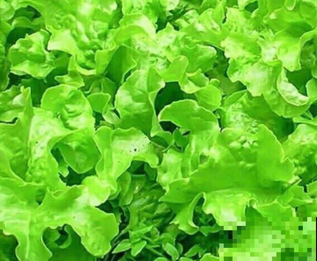 生菜种子不泡水，也能发芽，学会这4点轻松养护