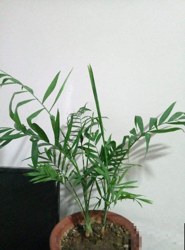 4种竹子，寓意一个比一个好，日子越过越美满