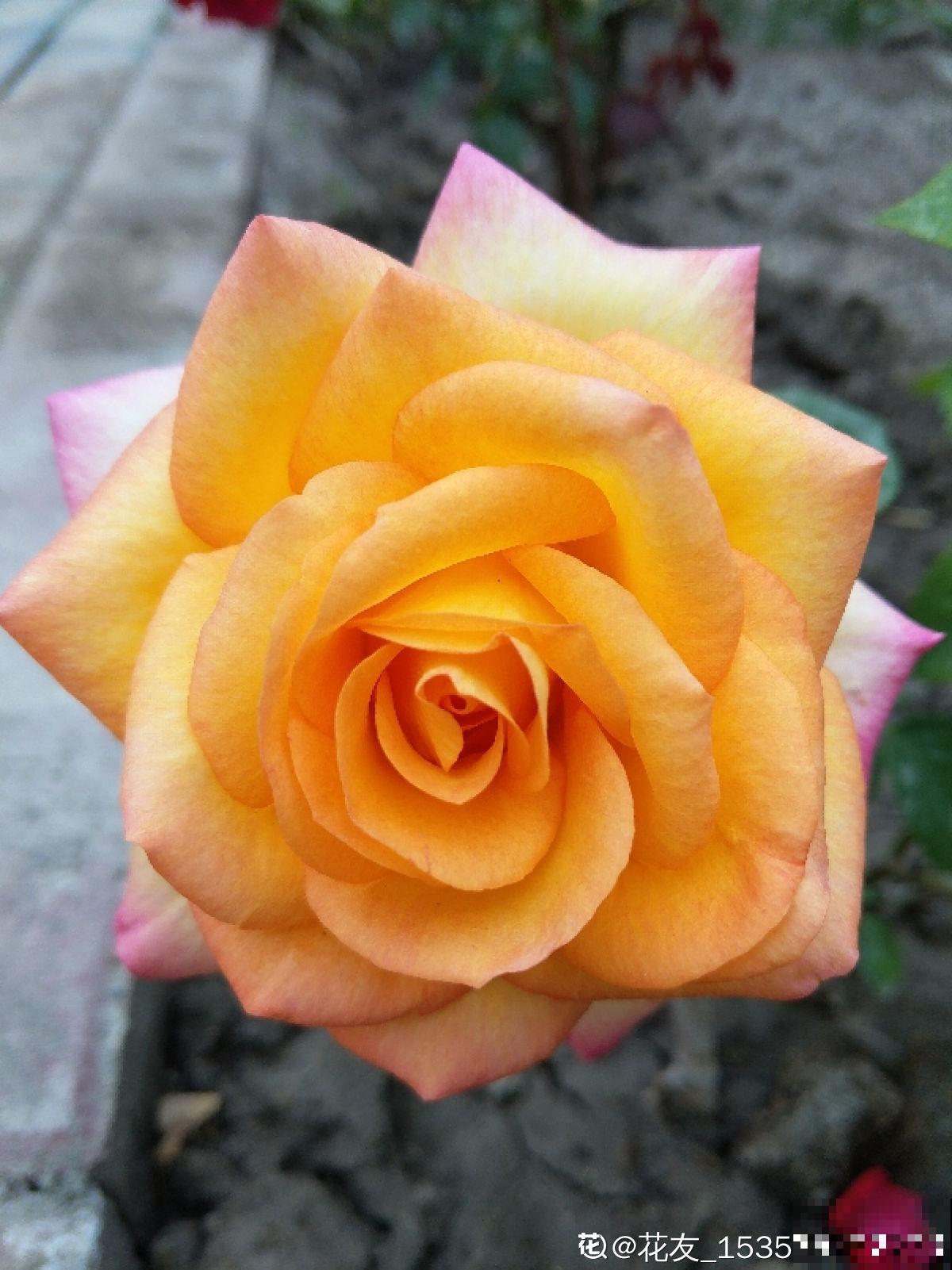 买花要挑好品种,预算充足就买这5种,不行就别买了 买花要挑好品种,预算充足就买这5种,不行就别买了