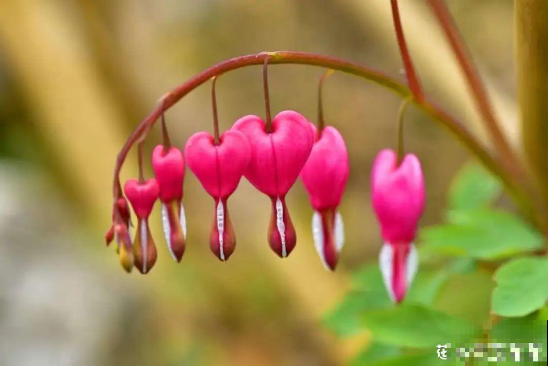 家里养盆荷包牡丹,荷包满满,富贵吉祥寓意好! 家里养盆荷包牡丹,荷包满满,富贵吉祥寓意好!