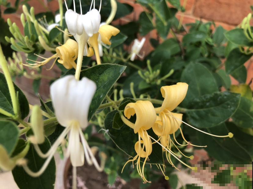 春燥容易上火，家里养一盆金银花，寓意好还养人