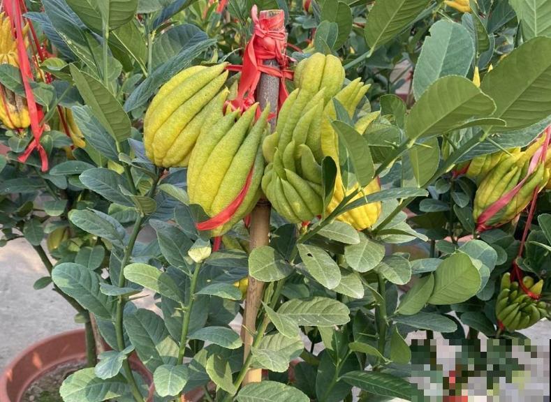 家里养盆招财佛手，有招财进宝好兆头，越养越旺家