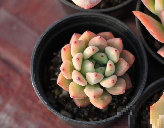 家里养多肉，遇到叶片干瘪，注意这3点轻松解决