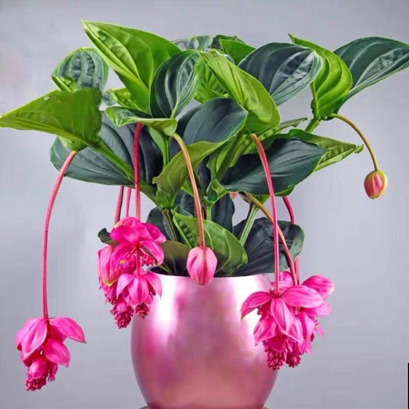 若年终奖允许,建议买盆宝莲灯,开花气质高贵颜值高 若年终奖允许,建议买盆宝莲灯,开花气质高贵颜值高