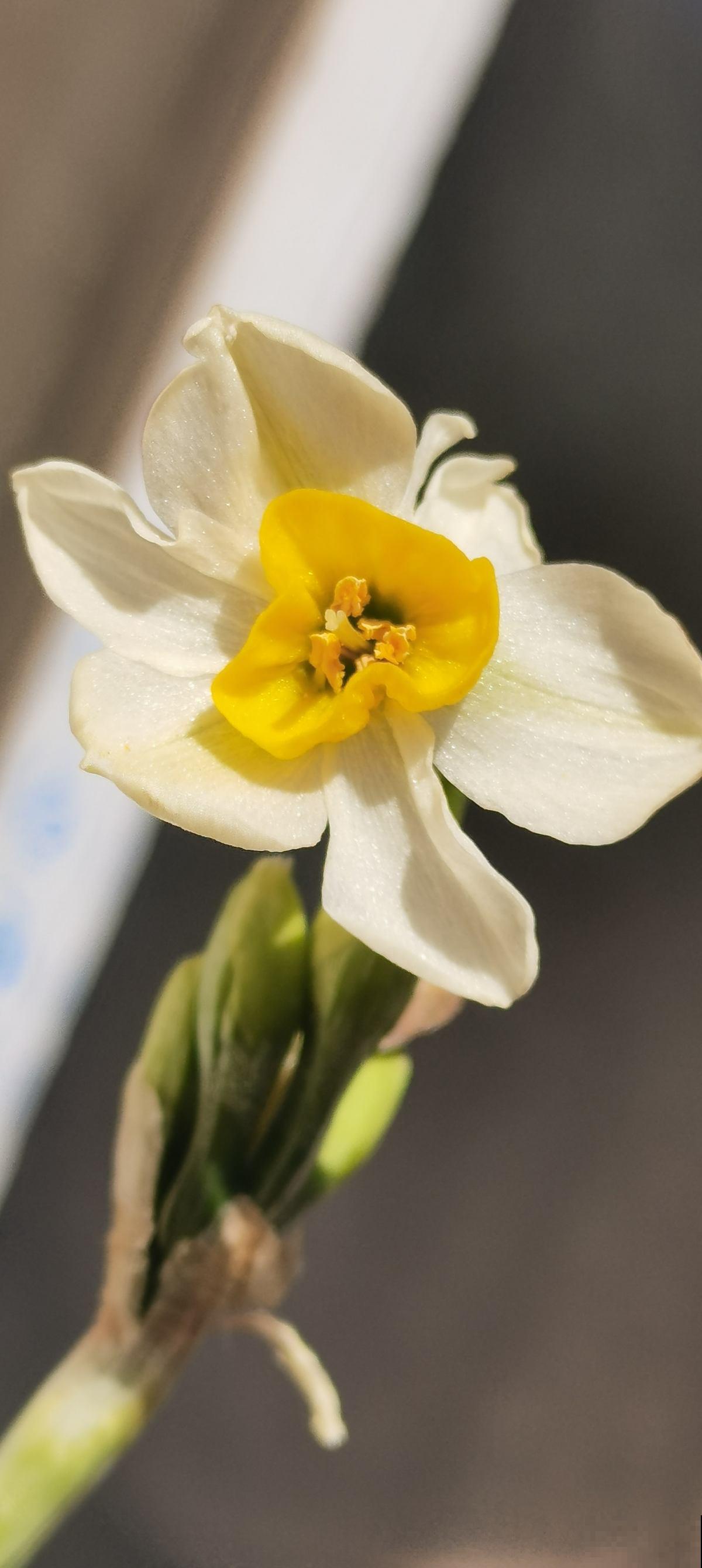 适合短时间养殖的4种花，再心疼开败了也要扔