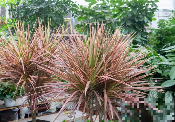 1种树被称作“七彩树”，耐阴颜值高，越养越上瘾