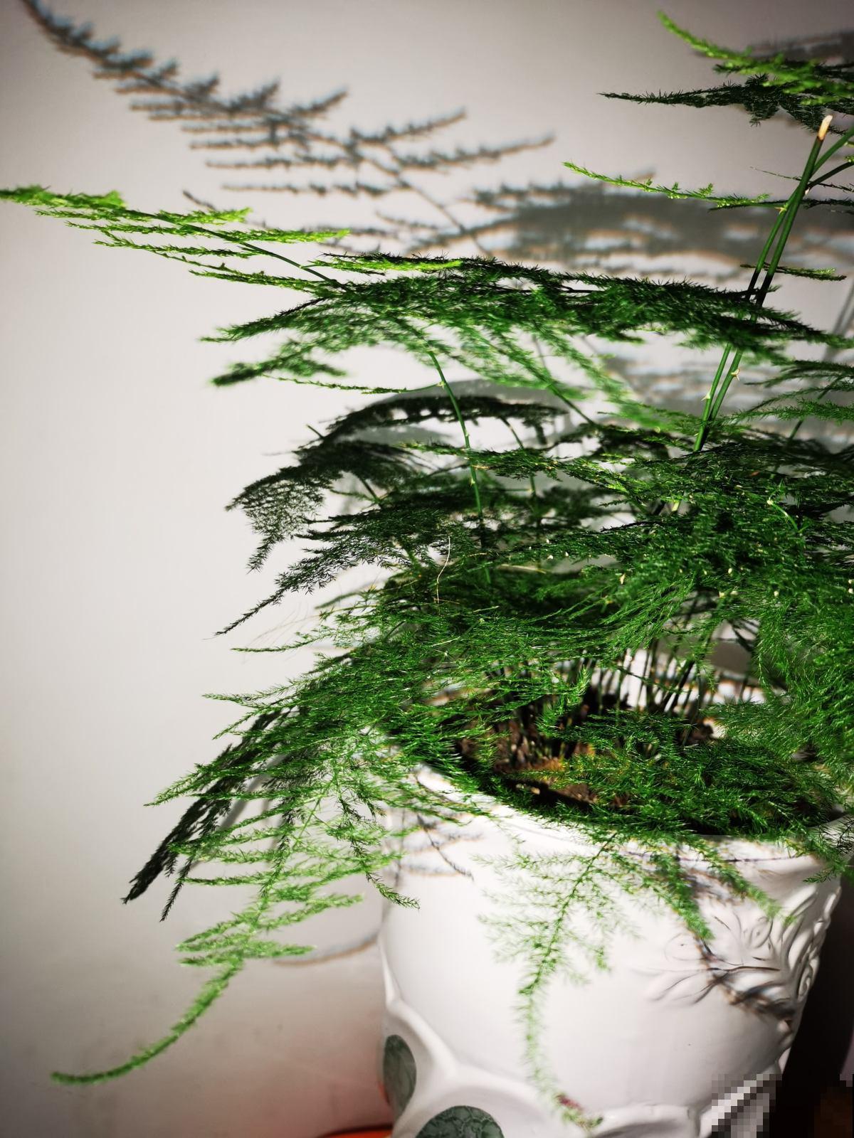 男人和女人,养花爱好大不同,看花就能看出性格 男人和女人,养花爱好大不同,看花就能看出性格