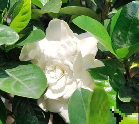 按色系分类的搭配技巧，庭院养花最受用