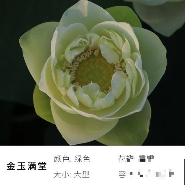 碗里就能种的荷花，1节藕种土里，初夏就开花