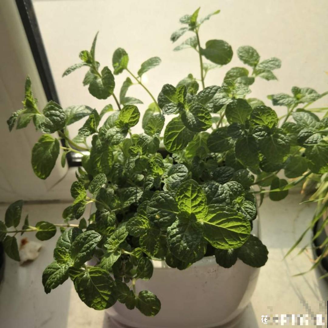 家里养盆薄荷，春天进行扦插繁殖，一盆变多盆