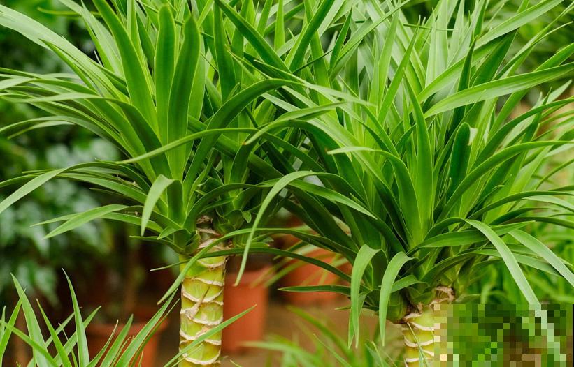 龙血树的侧芽，要想扦插成功，这4点要注意