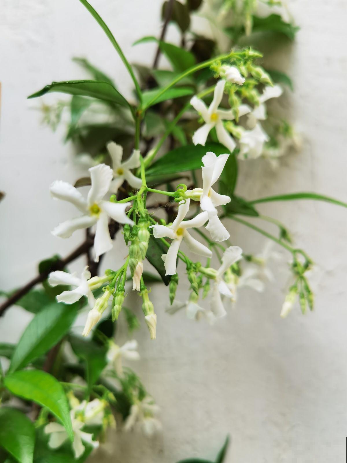 封闭阳台养花，就养4种爬藤花，开花美还节省空间