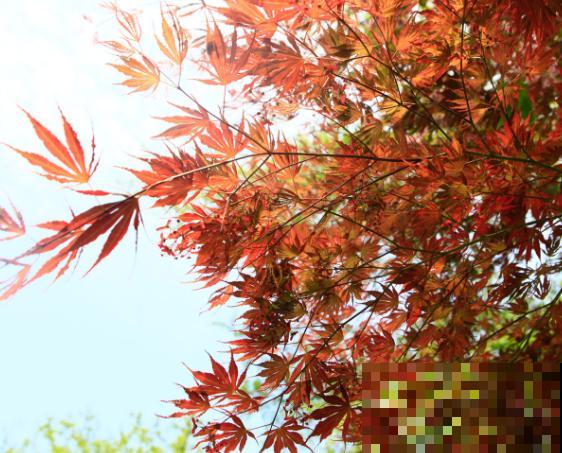 红枫叶子枯萎，一定要注意，和这4点脱不了干系