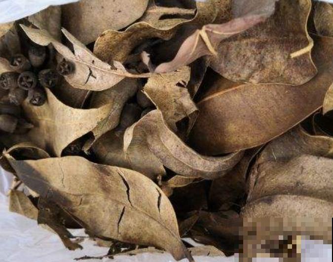 枯树叶埋土里要想腐熟，至少需要3个月，学会这3点在家就能腐熟