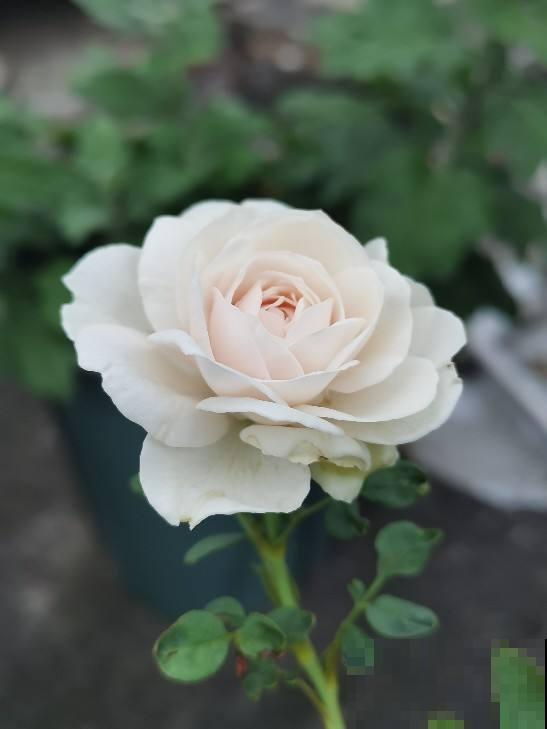 越养越上瘾的花，家里随便养一盆，四季有花看满屋香味