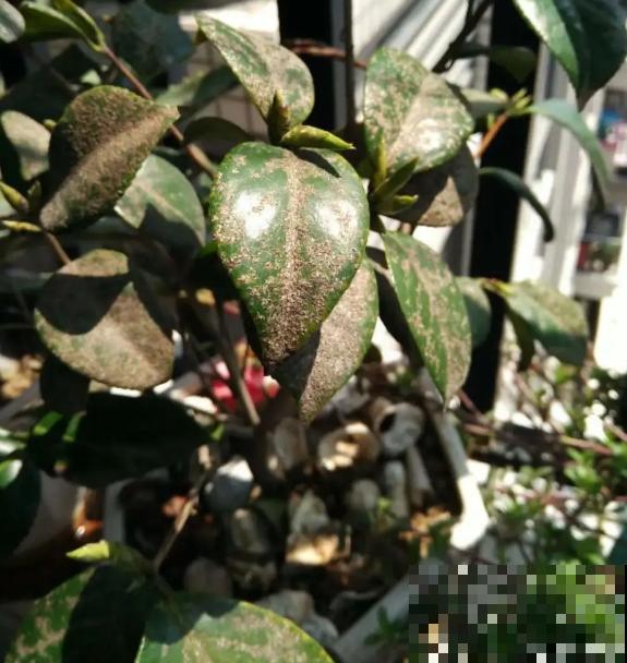 三伏天,花草难度夏,有问题来问我吧! 三伏天,花草难度夏,有问题来问我吧!