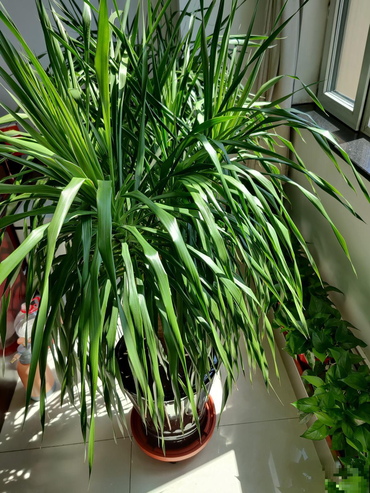 家里老人最爱的“旺宅花”,好看是其次,子孙都有好寓意 家里老人最爱的“旺宅花”,好看是其次,子孙都有好寓意