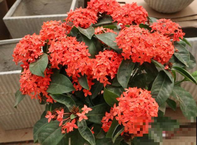 龙船花修剪不能随意,除了这4个修剪时间,最好不要动 龙船花修剪不能随意,除了这4个修剪时间,最好不要动