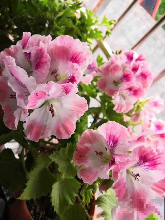 天竺葵想要开花多又艳,做到三个“刚刚好”,花满阳台四季如春 天竺葵想要开花多又艳,做到三个“刚刚好”,花满阳台四季如春