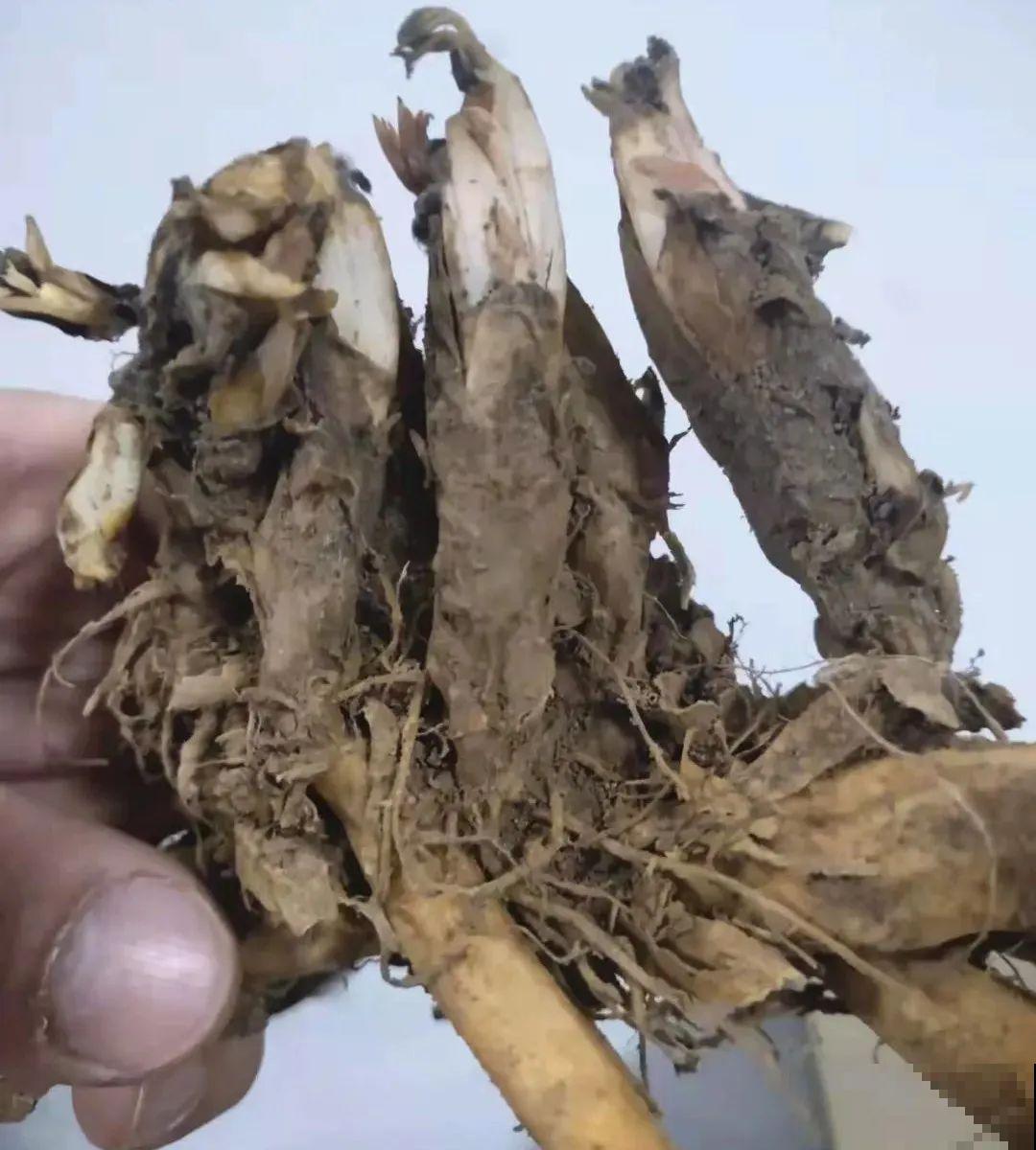 家里养盆荷包牡丹,荷包满满,富贵吉祥寓意好! 家里养盆荷包牡丹,荷包满满,富贵吉祥寓意好!