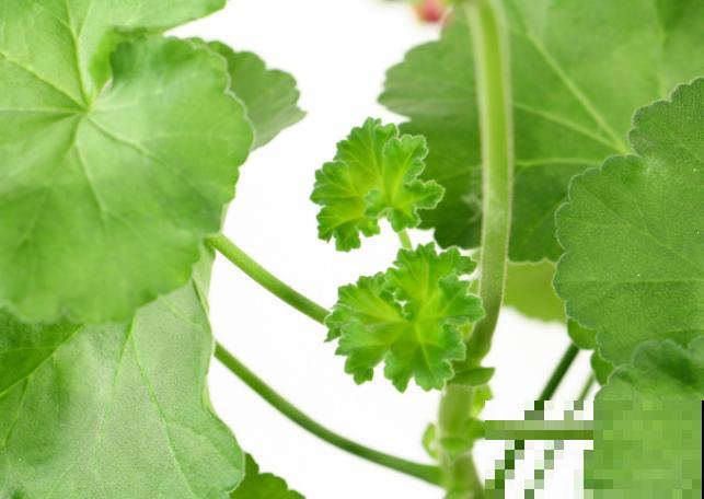 家里养殖天竺葵，就选这5种，养护适宜全年开花