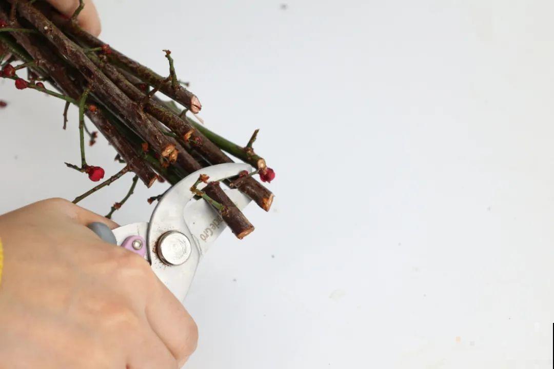 1种花剪几根枝,插水里3天就开花,迎春报喜,花香四溢 1种花剪几根枝,插水里3天就开花,迎春报喜,花香四溢