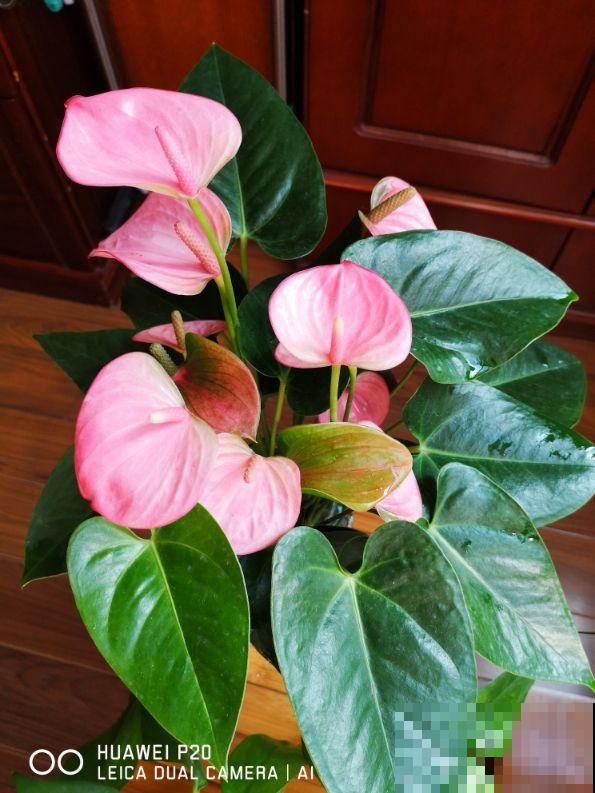 一盆“粉仙女”，开花仙气十足，关键是耐阴好养，北阳台也能养