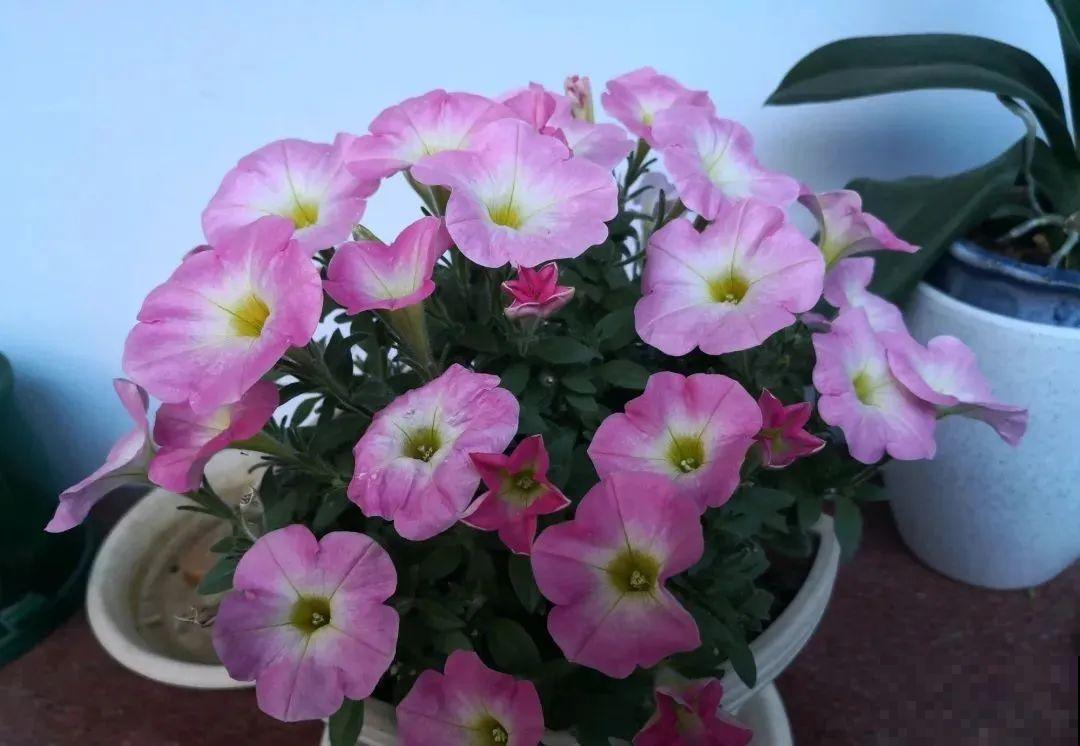 养盆矮牵牛,狠心剪几刀,轻松爆开满盆花,小阳台最爱! 养盆矮牵牛,狠心剪几刀,轻松爆开满盆花,小阳台最爱!