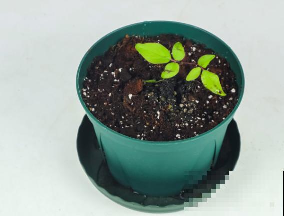 铁线莲冬天室外过冬，记住这4点，室外养殖没问题