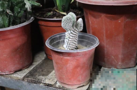 超耐旱的仙人掌，半个月浇一次水，照样开出“大荷花”