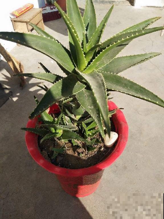 霸气侧漏的“镇宅花”，家里只要养1种，贵气好养安全感十足