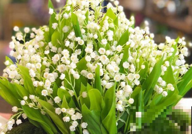 铃兰发芽后长不起来，可能和这4点有关，注意好就能生长