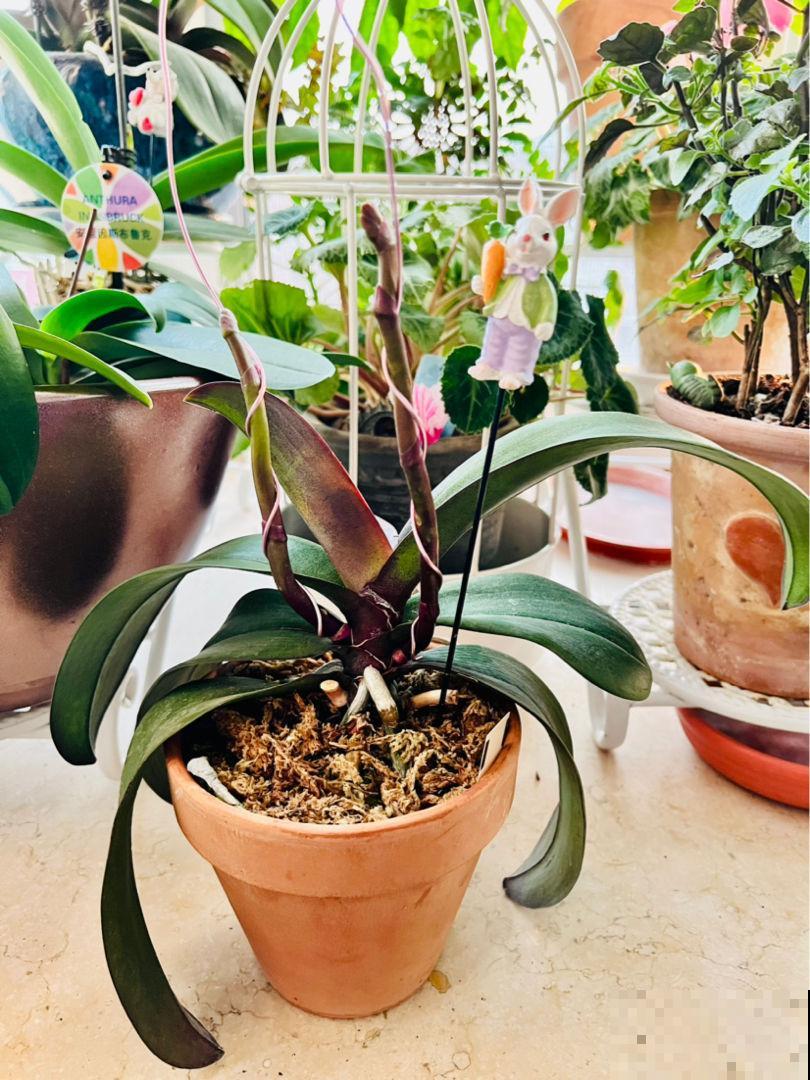 养花也是养心态,一般有这5个特点的人,基本养不好花 养花也是养心态,一般有这5个特点的人,基本养不好花