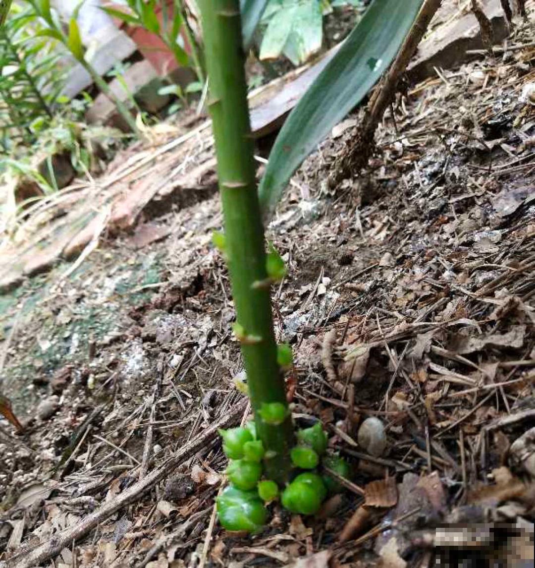 “外甥正月不剃头”，8种花正月不能剪，还要再忍1个月