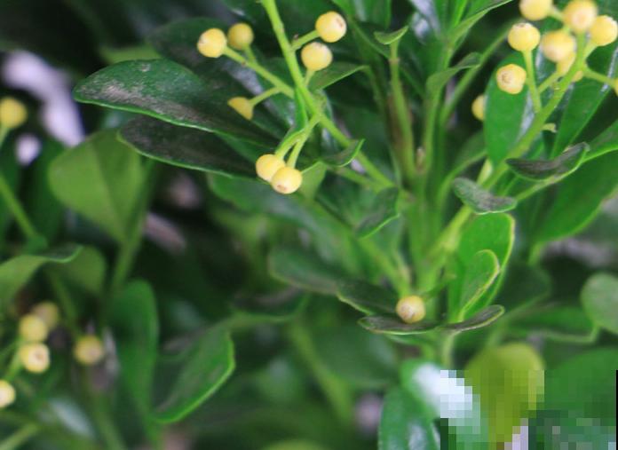 米兰扦插困难，学会这5步，在家成功扦插