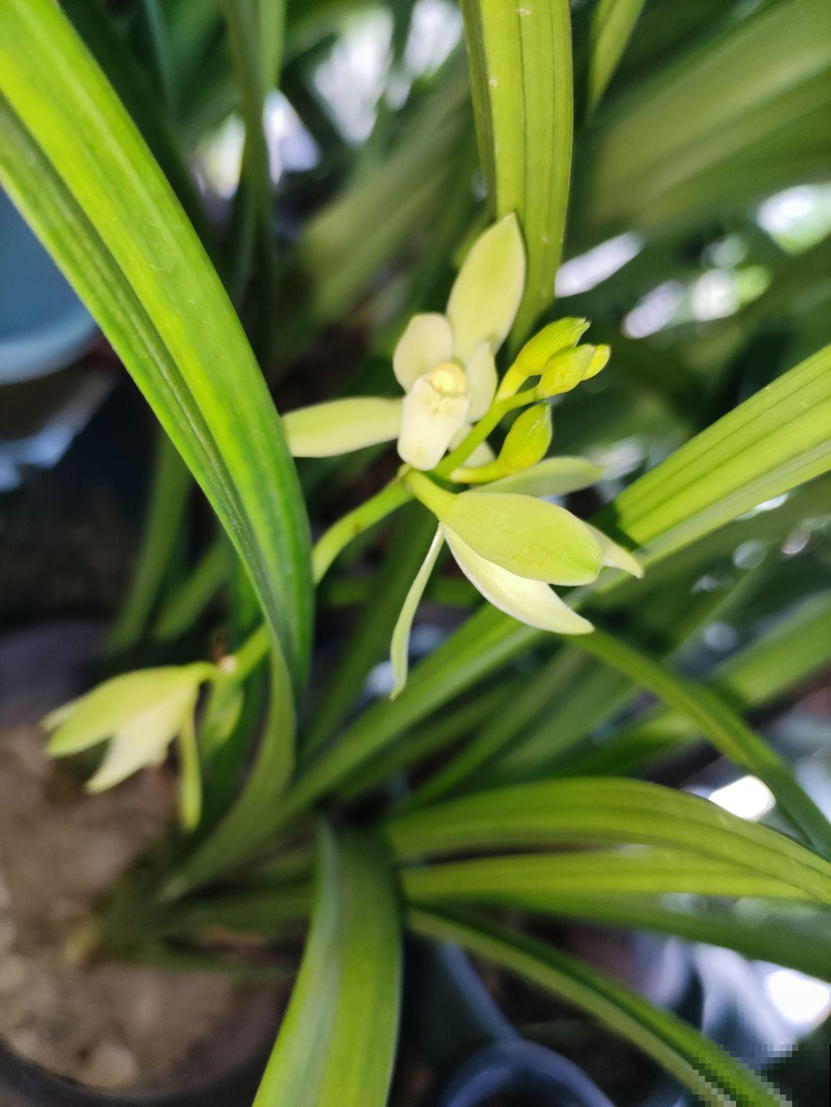 4种花自带财运，春天换换盆，长势更旺盛