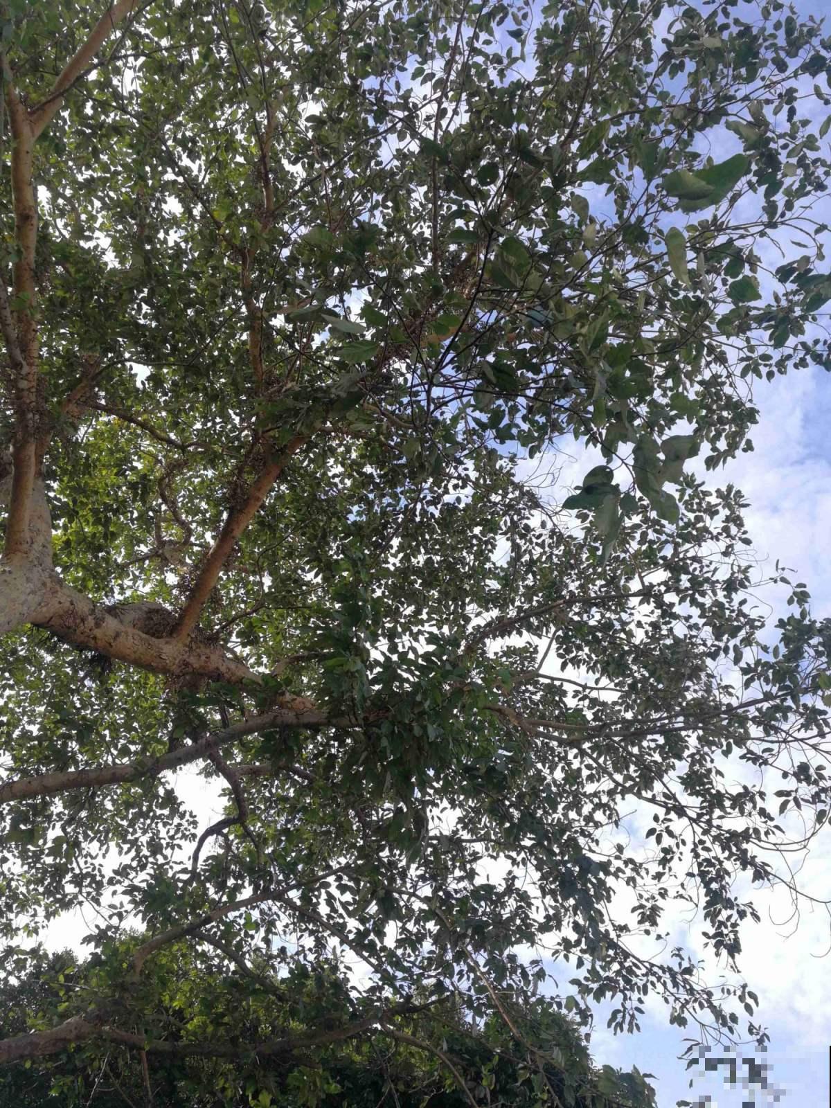 自古不能种在家里的树，到底是迷信还是科学？