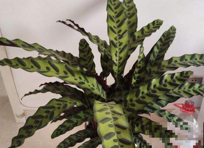 家里养盆波浪竹芋，高端大气，注意这4点轻松养殖